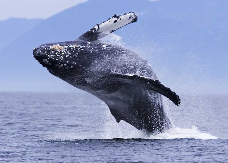 Whale Watching UK: When and How to Go